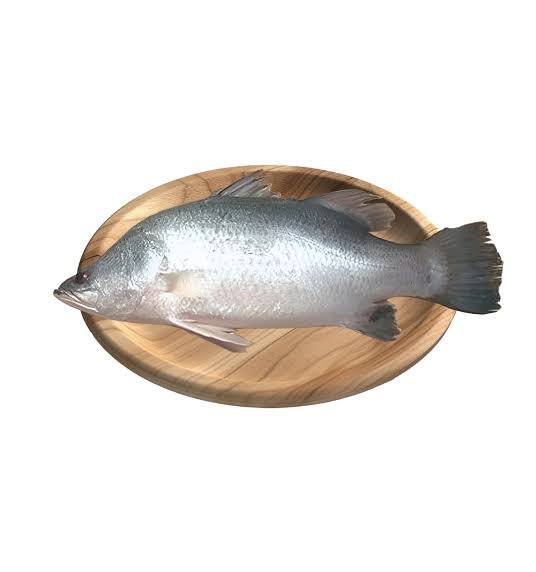 Bhetki Fish